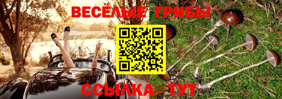 Псилоцибиновые грибы Psilocybe Шелехов